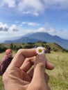 Prau maountain flower Royalty Free Stock Photo