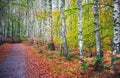 Pravcicka Gate in autumn colors in Saxon switzerland national park in Czech republic on the Kamenice River, Bohemian Switzerland. Royalty Free Stock Photo