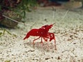 Red Prawn or Fire Shrimp (Lysmata Debelius) Royalty Free Stock Photo