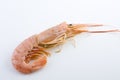 Prawn Royalty Free Stock Photo