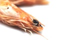 Prawn closeup Royalty Free Stock Photo