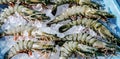 Prawn newly fished and stored in boxes with ice Royalty Free Stock Photo