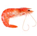 Prawn shrimp