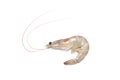 Prawn shrimp Royalty Free Stock Photo