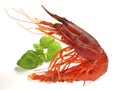Prawn - Shrimp Carabinero Royalty Free Stock Photo
