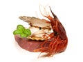 Prawn - Shrimp Carabinero Royalty Free Stock Photo