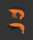 Prawn and Shrimp Fishes Vector Royalty Free Stock Photo