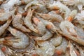 Prawns on ice, shrimp many fresh raw whole chilled, at the fish market Royalty Free Stock Photo