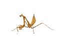 Pray Mantis Royalty Free Stock Photo