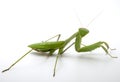 Pray mantis Royalty Free Stock Photo