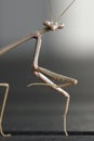 Pray mantis Royalty Free Stock Photo