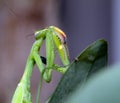 Pray for the mantis Royalty Free Stock Photo