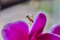 Pray mantis baby as small as pink orchid flower