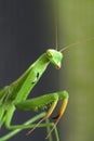 Pray for the mantis Royalty Free Stock Photo