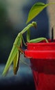 Pray mantis green female sample Royalty Free Stock Photo