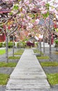 Prayer bells hung on pink cherry blossom tree along a broad walk