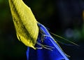 Prayer flags in Vienna Royalty Free Stock Photo