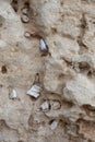 Prayer notes inserted in the Western Wall in Jerusalem, Israel Royalty Free Stock Photo