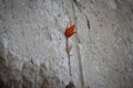 Prayer notes in the shape of origami cranes inserted in the Western Wall in Jerusalem, Israel Royalty Free Stock Photo