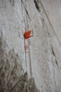 Prayer notes in the shape of origami cranes inserted in the Western Wall in Jerusalem, Israel Royalty Free Stock Photo