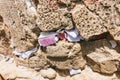 Prayer Notes at the Western Wall Royalty Free Stock Photo