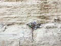 Prayer notes at the Western Wall, Jerusalem, Israel Royalty Free Stock Photo
