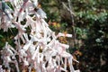 Prayer Papers Tied to Rope in Japanese Shrine - Spiritual Tradition and Sacred Offerings