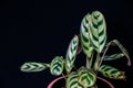 Prayer plant Ctenanthe burle-marxii Amabilis on black background.