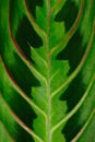 Prayer plant, macro view. Maranta flower background. Green leaf with dark spots and red veins, close up Royalty Free Stock Photo