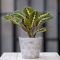 Prayer Plant, Maranta Leuconeura in gray Royalty Free Stock Photo