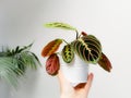 Prayer plant Maranta leuconeura var. erythroneura in a flower pot held by a caucasian hand Royalty Free Stock Photo