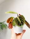 Prayer plant Maranta leuconeura var. erythroneura in a flower pot held by a caucasian hand Royalty Free Stock Photo