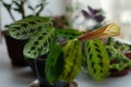 Prayer plant on a windowsill. Maranta flower surrounded by other houseplant. Green leaves with dark spots and red veins Royalty Free Stock Photo