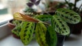 Prayer plant on a windowsill. Maranta flower surrounded by other houseplant. Green leaves with dark spots and red veins Royalty Free Stock Photo