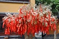 Prayers written on small tags, Nanjing Royalty Free Stock Photo