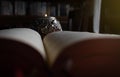 Praying with the book of the liturgy of the hours and candle Royalty Free Stock Photo