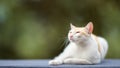 praying cat on blur background. Generative AI Royalty Free Stock Photo