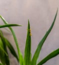 Praying Grasshopper Baby Royalty Free Stock Photo