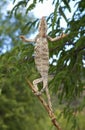 Praying Malagasy giant chameleon