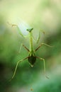 Praying Mantids Royalty Free Stock Photo