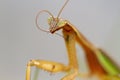 Praying Mantids