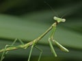 Praying Mantis 1 Royalty Free Stock Photo