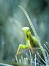 Praying mantis