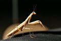 Praying mantis