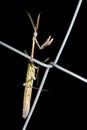 Praying Mantis Royalty Free Stock Photo