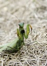 Praying mantis Royalty Free Stock Photo