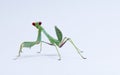 Praying Mantis Royalty Free Stock Photo