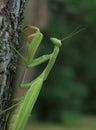 Praying mantis