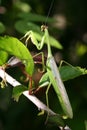 Praying mantis 2