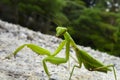 Praying Mantis